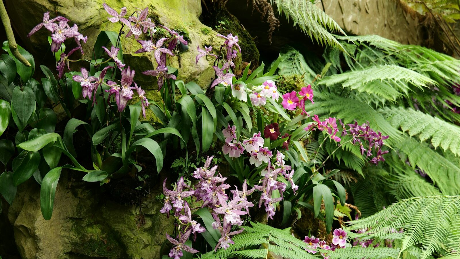 A Beginner’s Guide to Orchids in Singapore