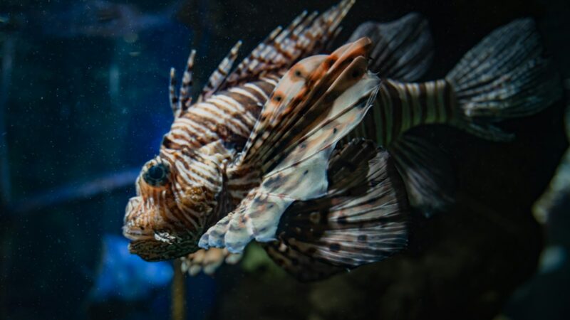 A Guide to Aquascaping and Fishkeeping