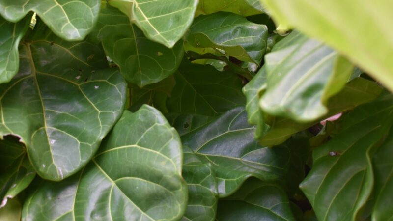 A Guide to Fiddle Leaf Figs in Singapore