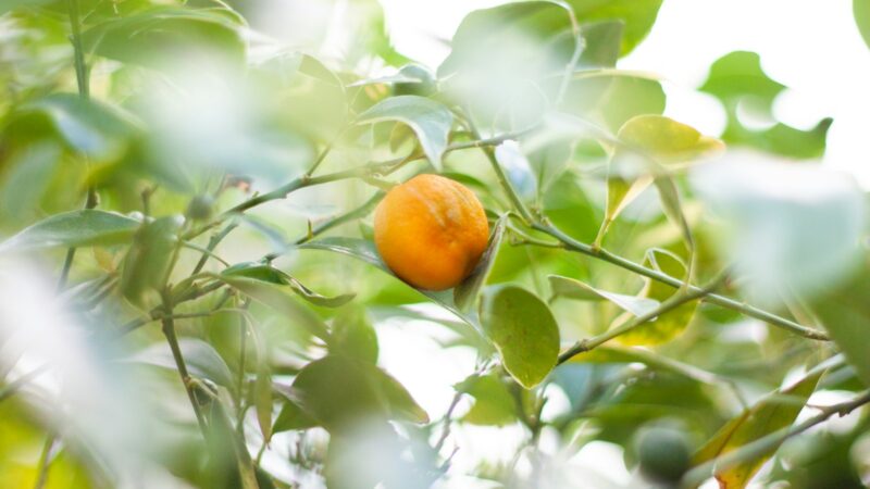 A Guide to Growing Fruit at Home