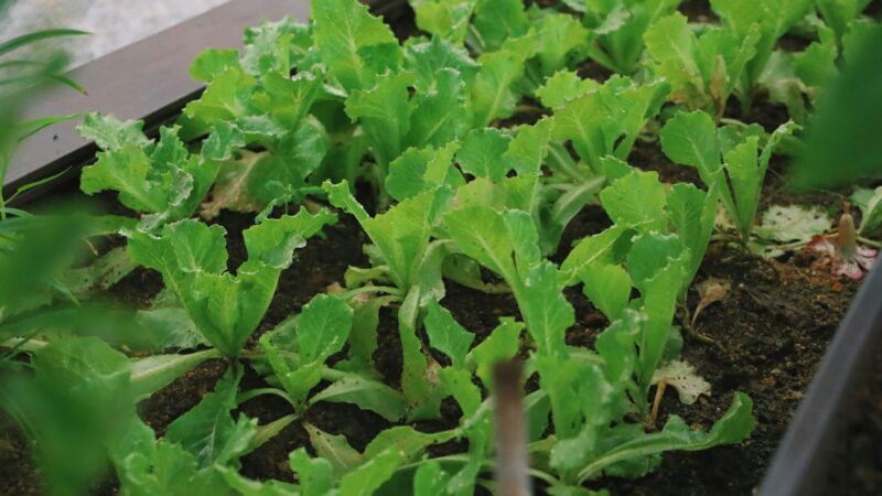 A Guide to Growing Vegetables in Singapore