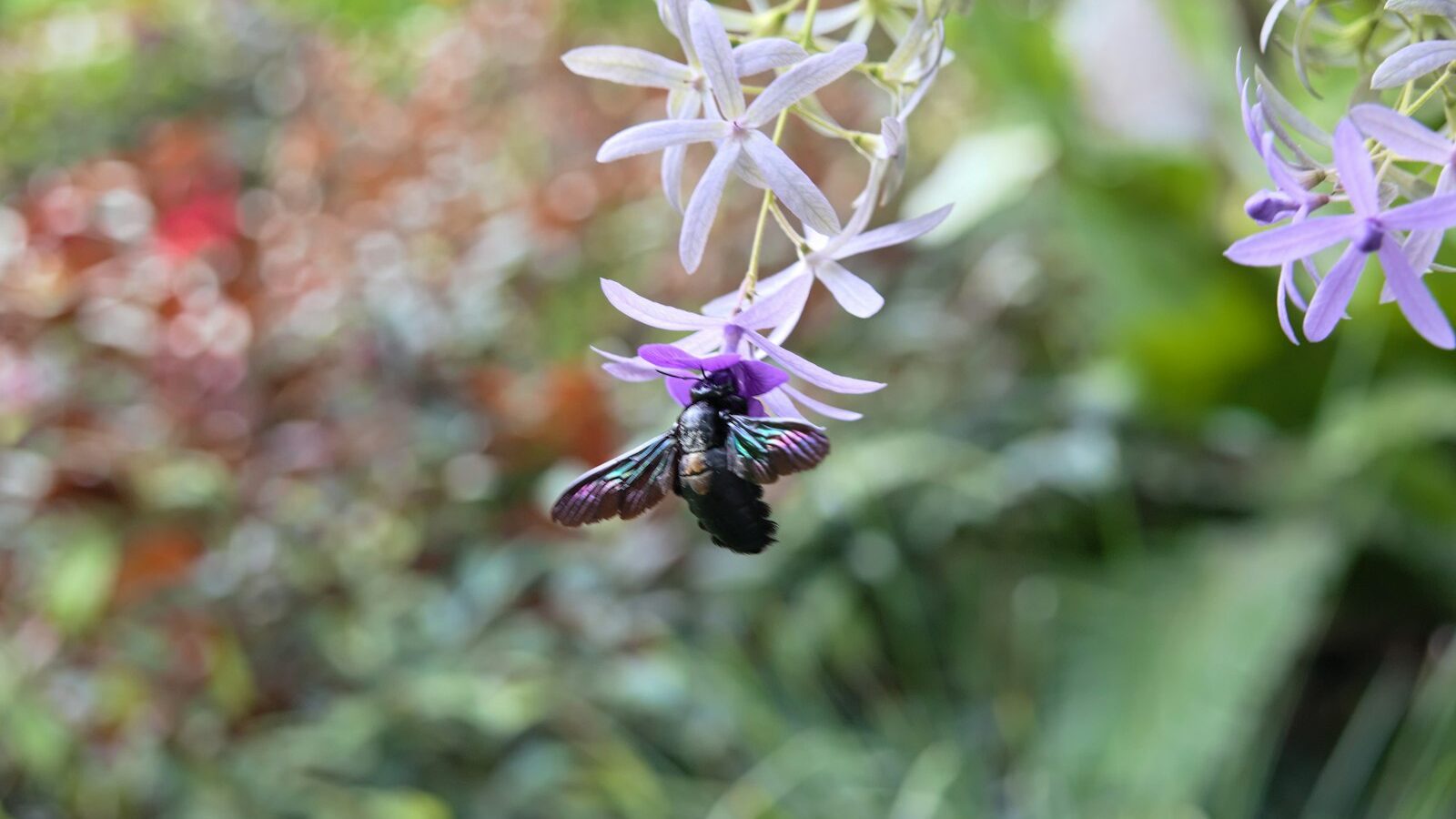 Attracting Bees and Pollinators
