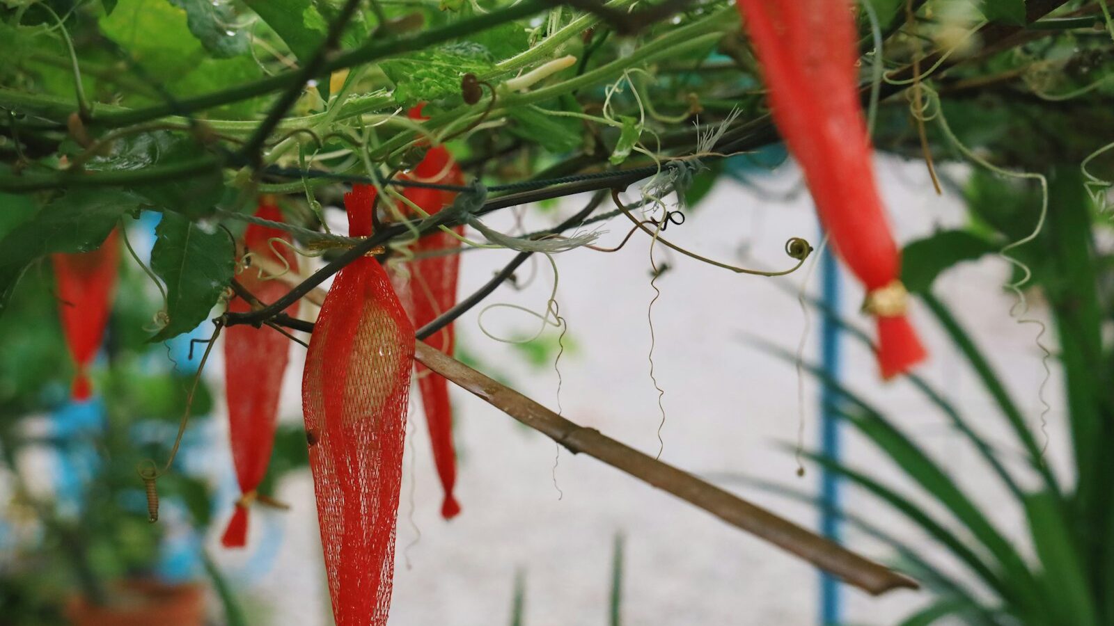 A Guide to Chilli Varieties