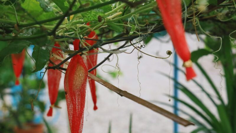 A Guide to Chilli Varieties