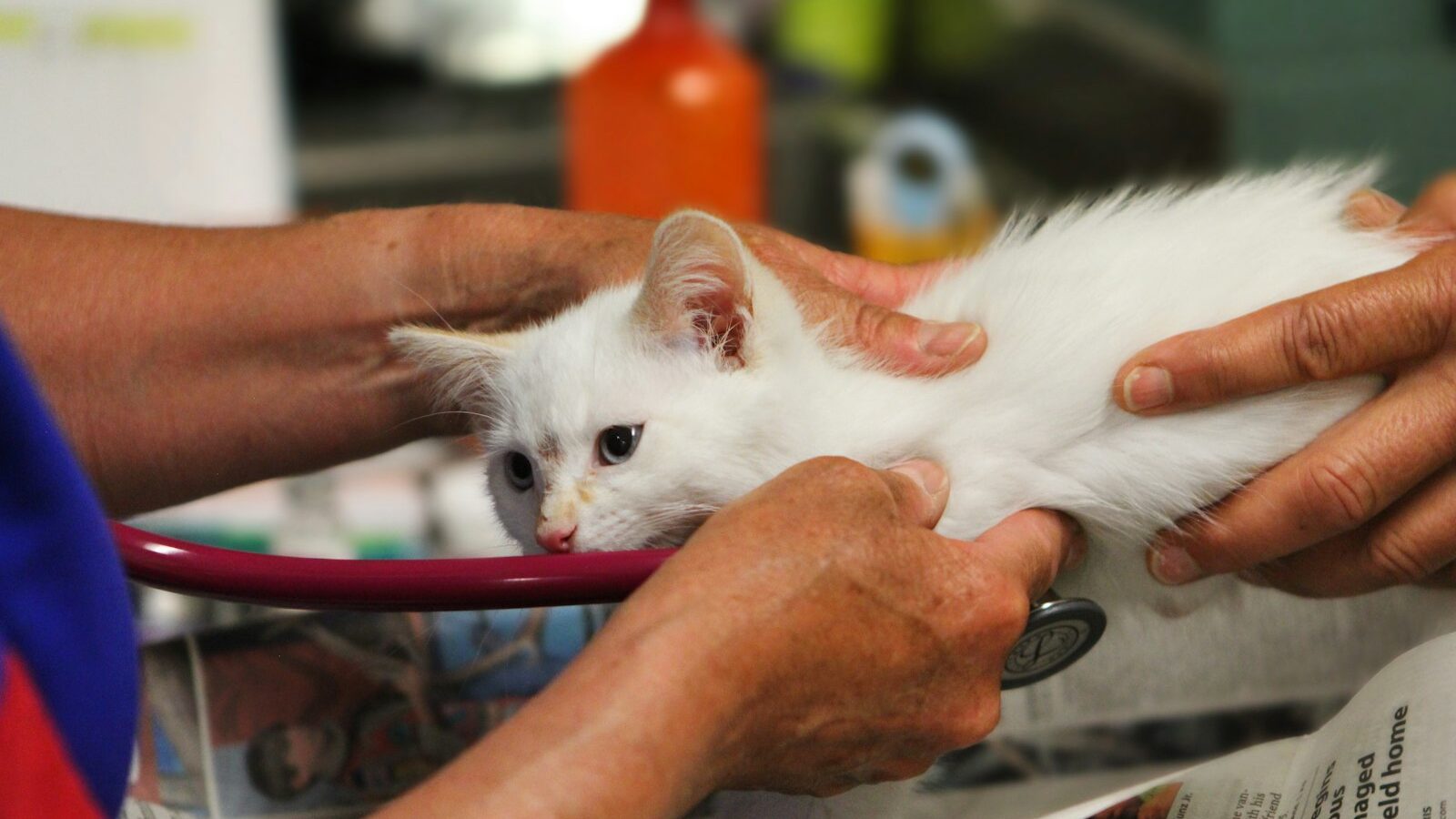 Owning a Cat and Using Vet Services