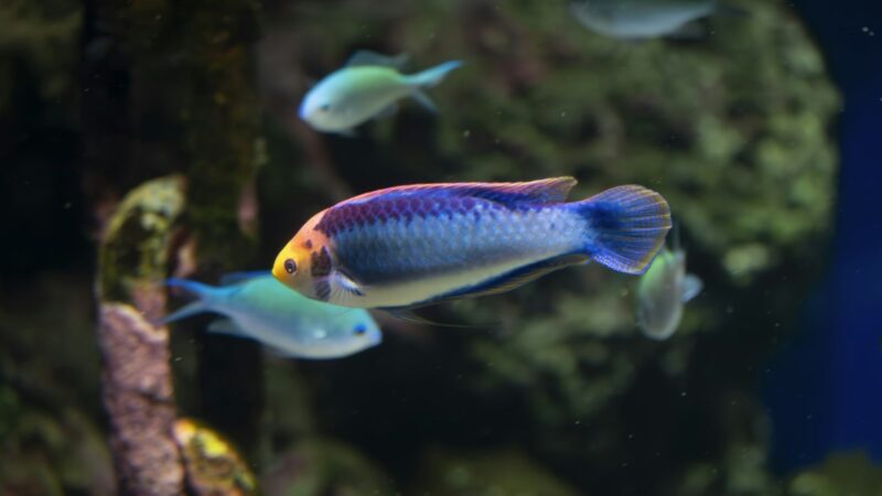 Buying Live and Freshwater Fish, Chinese Style