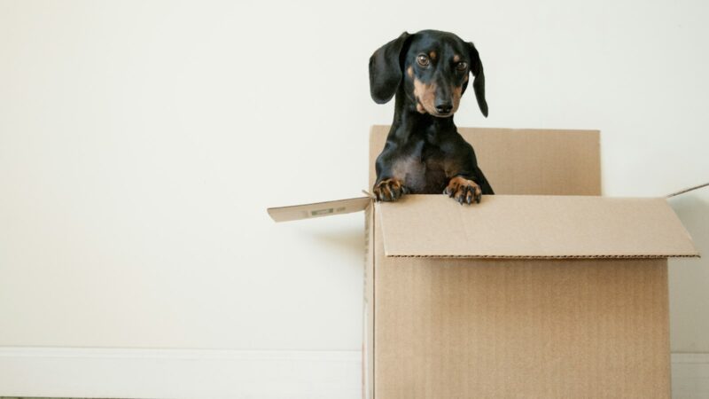 The Best Movers in Singapore: An Editor’s Shortlist