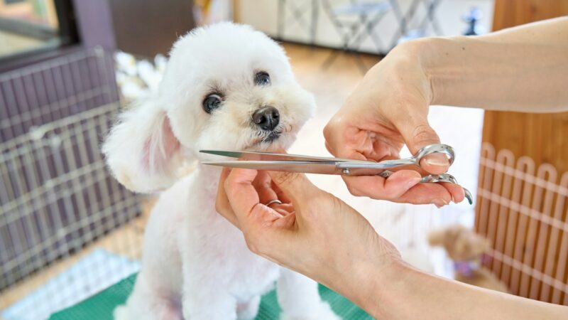 The Best Pet Grooming in Singapore: An Editor’s Shortlist
