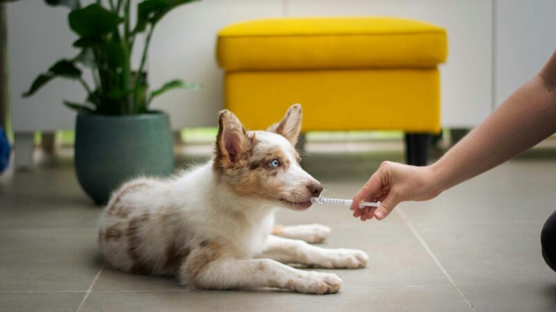 The Best Vets in Singapore: 8 Clinics Pet Owners Regularly Recommend