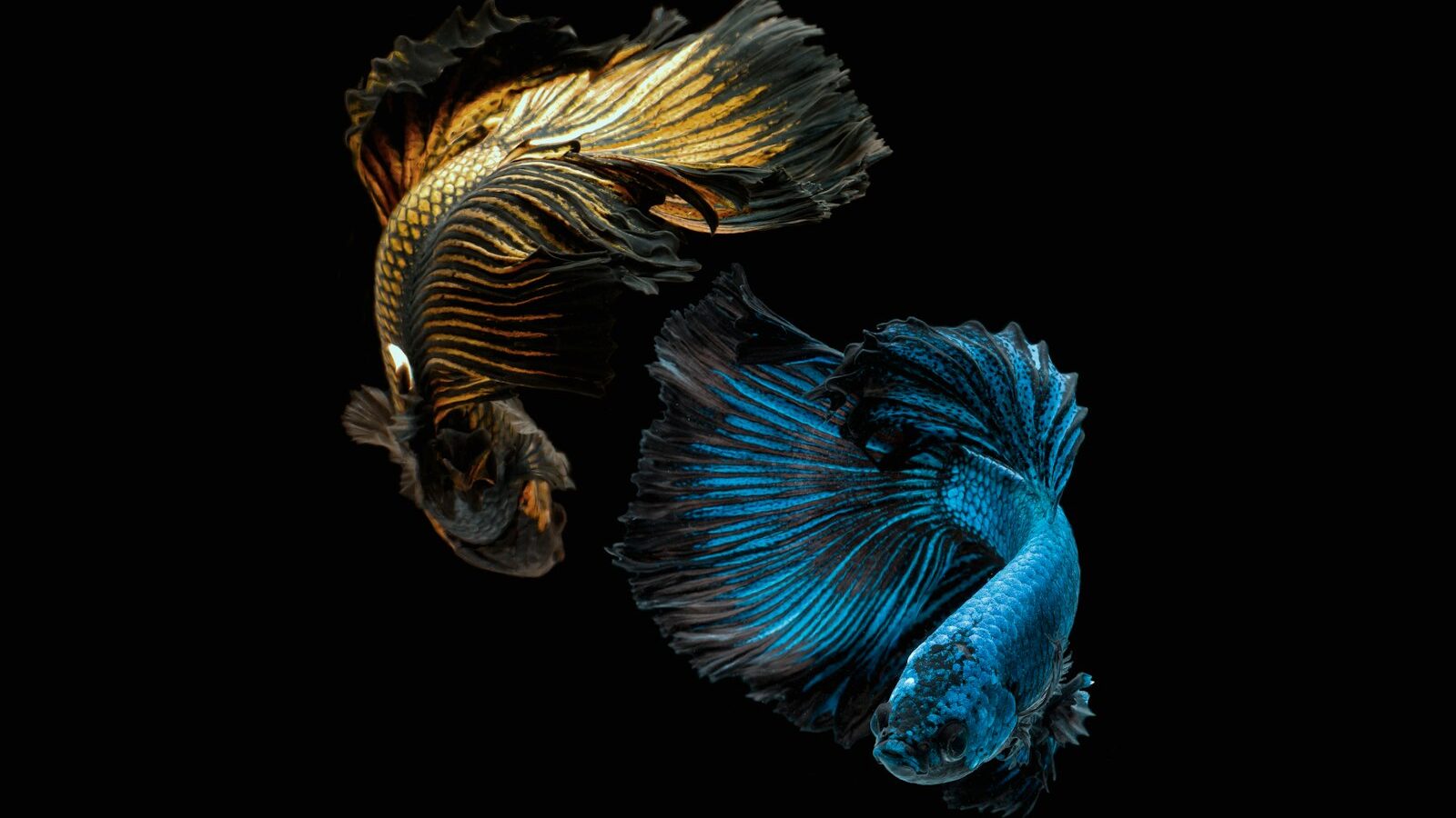 Betta Fish Care: Setting Up a Healthy Home Tank