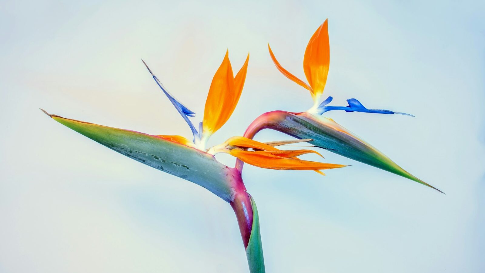 Bird Paradise: A Visitor’s Guide