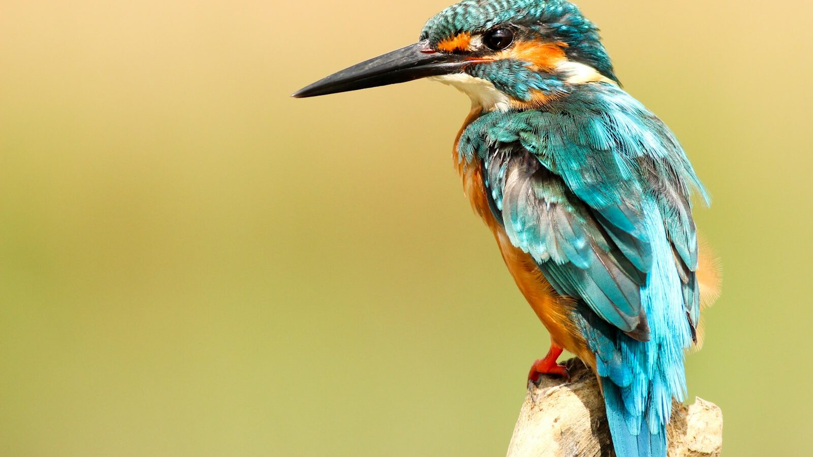 Birdwatching as a Hobby in Singapore