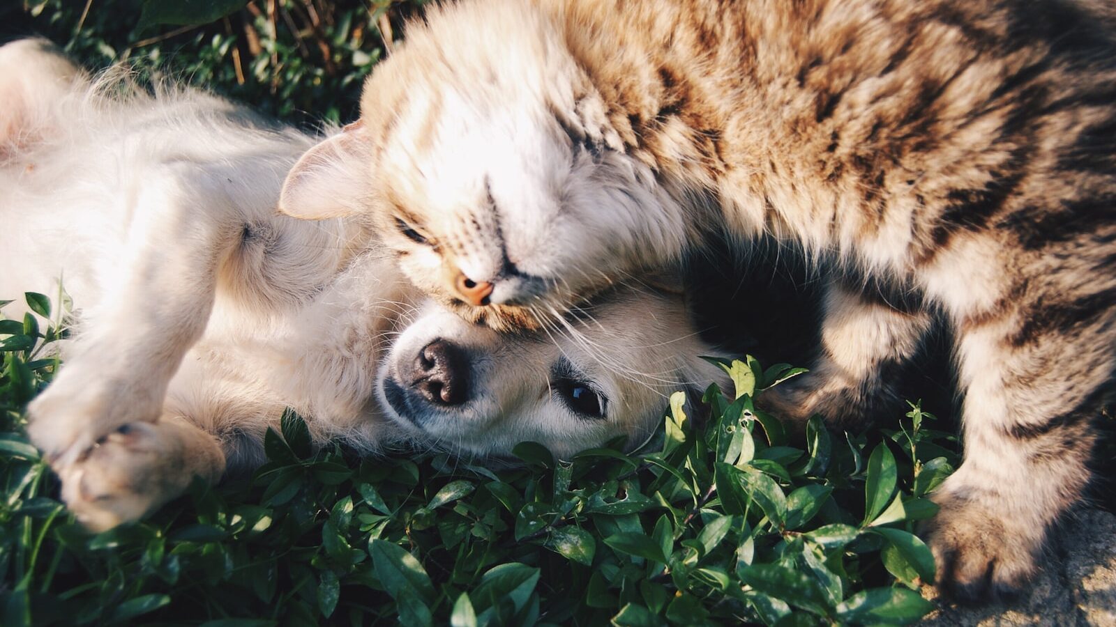 Bringing Pets to Singapore