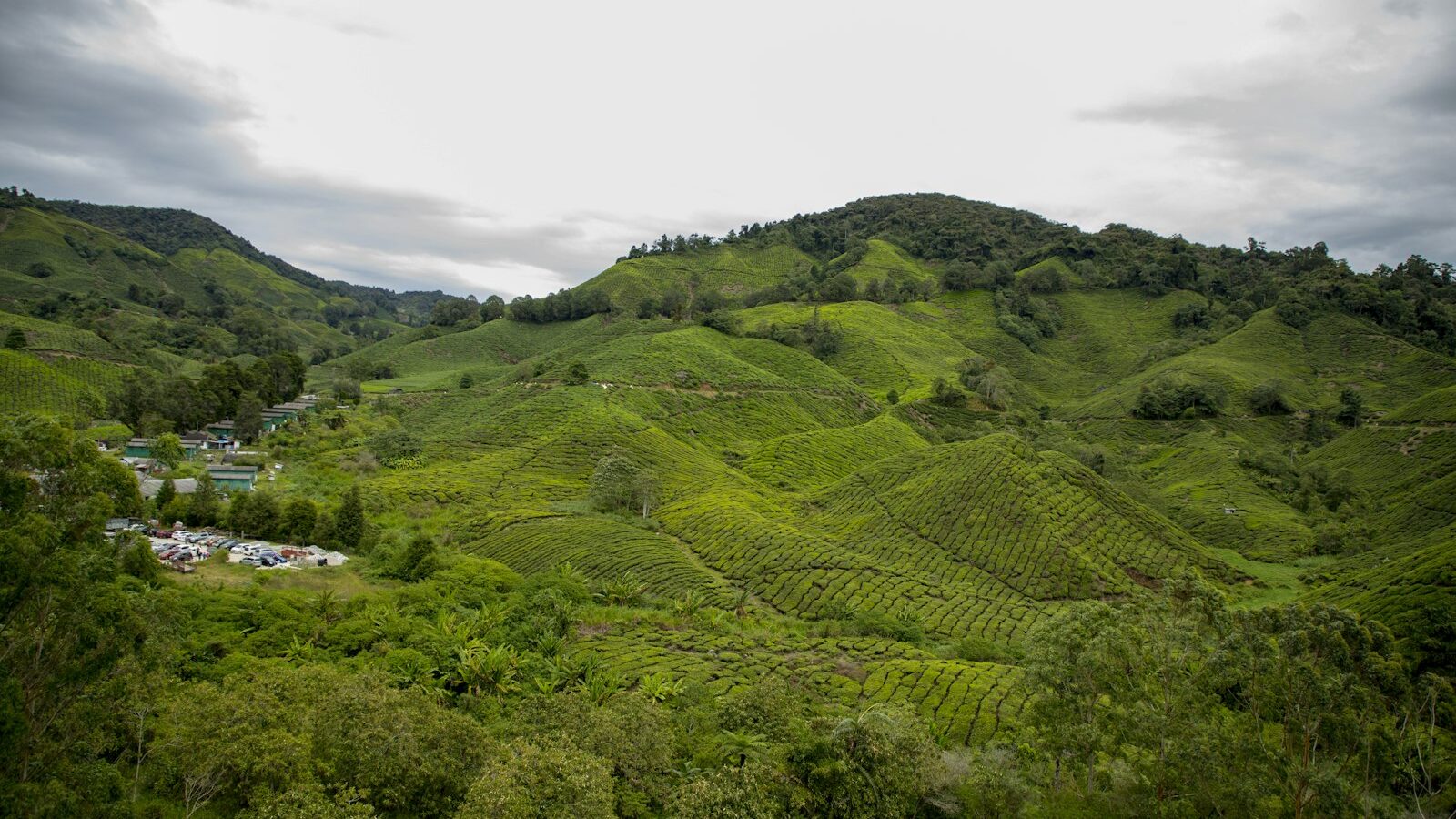 Cameron Highlands from Singapore: A Guide