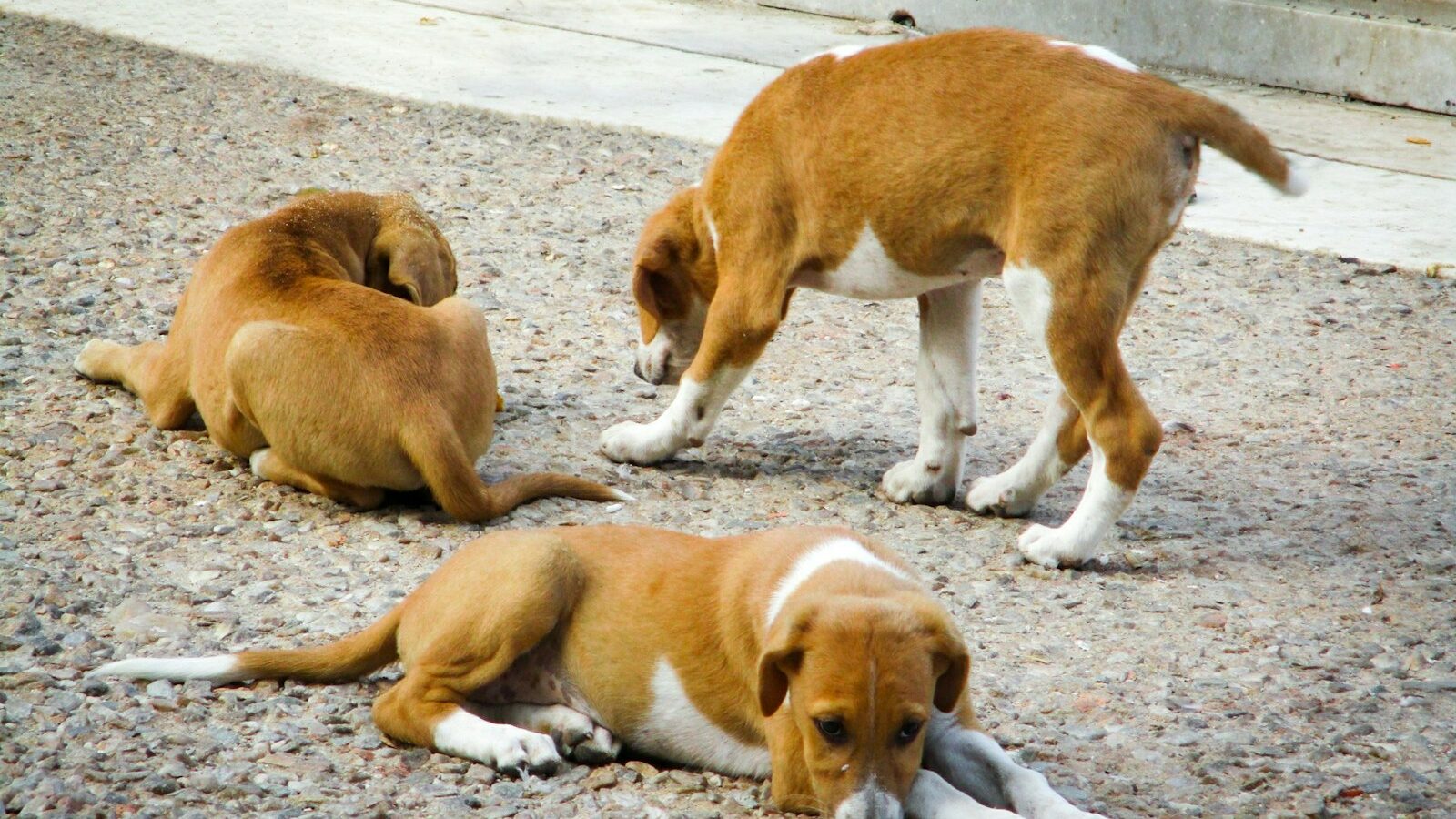 Caring for a Three-Legged or Disabled Pet