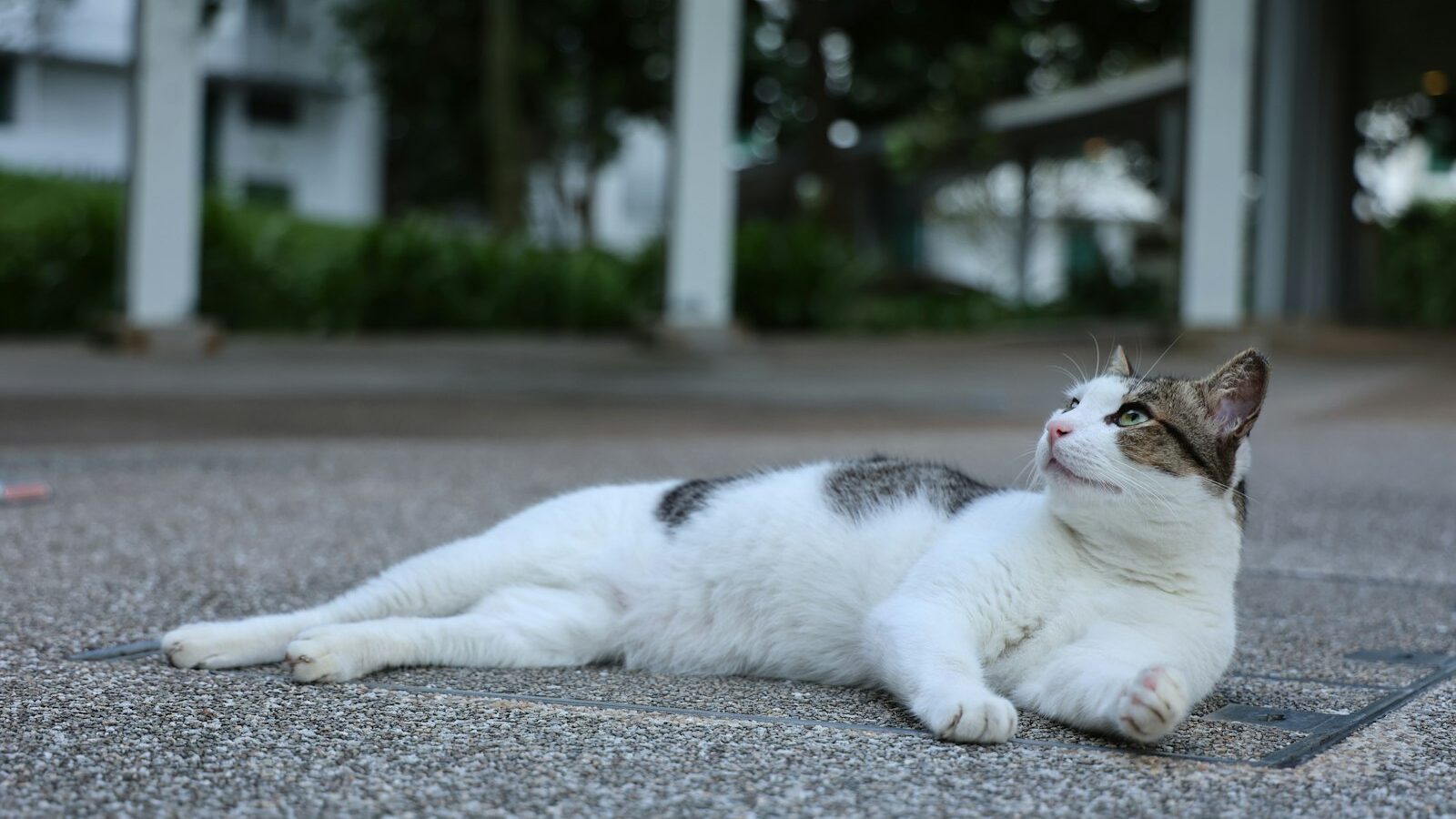 Caring for Community Cats in Singapore