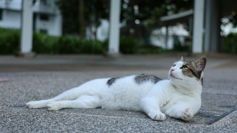 Caring for Community Cats in Singapore