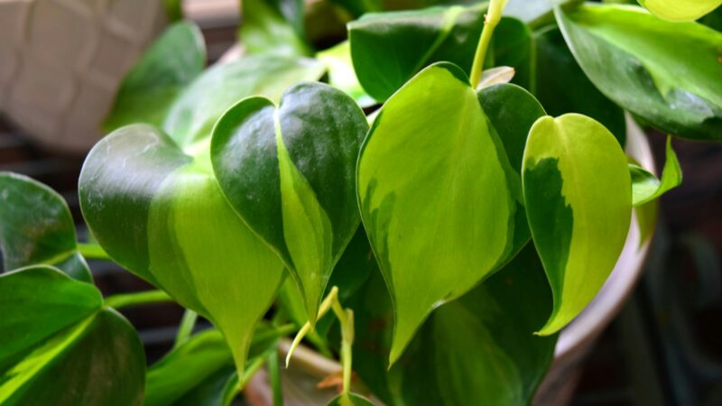 Pothos and Philodendron Care in Singapore