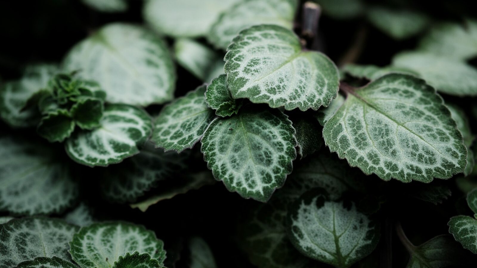 Cats and Toxic Houseplants: A Singapore Guide