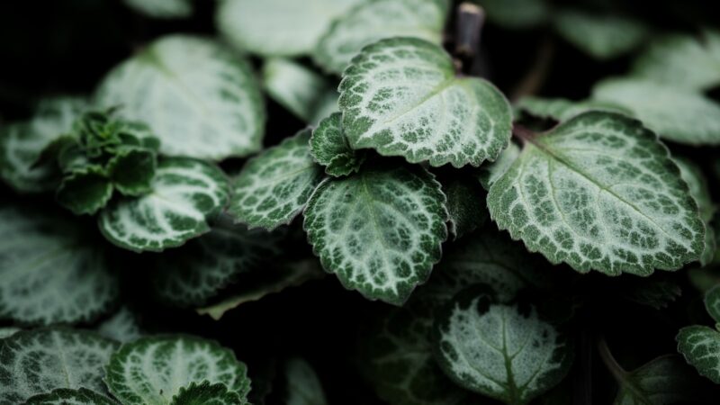 Cats and Toxic Houseplants: A Singapore Guide