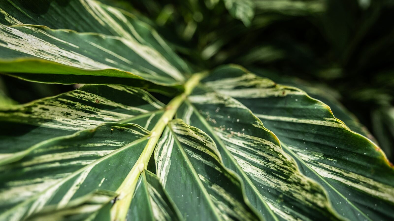 Common Houseplant Problems and Fixes
