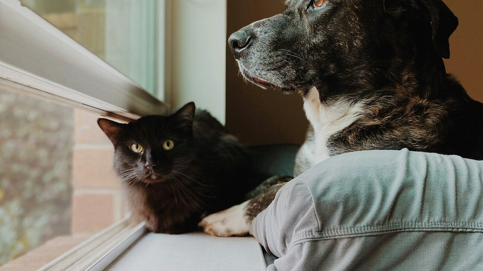 Companion Pets for Seniors