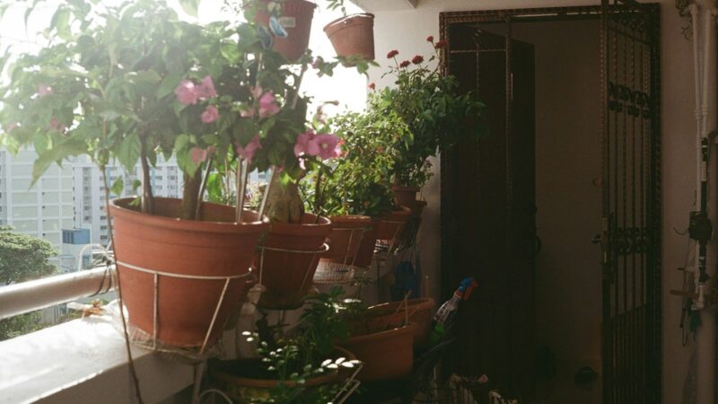 Container Gardening for Small Spaces: A Whole Garden in Pots