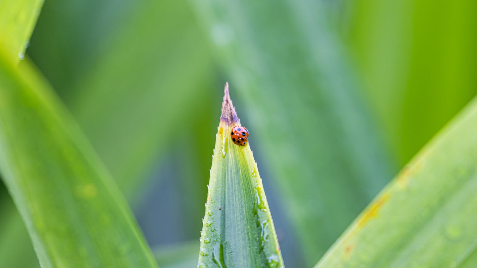 Dealing With Aphids and Whiteflies in Singapore