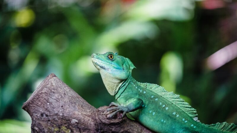 How to Deal With Lizards at Home