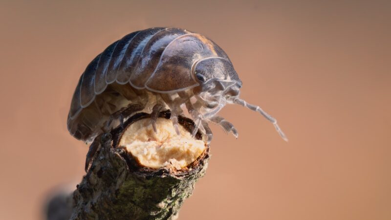 Dealing with Mealybugs and Scale