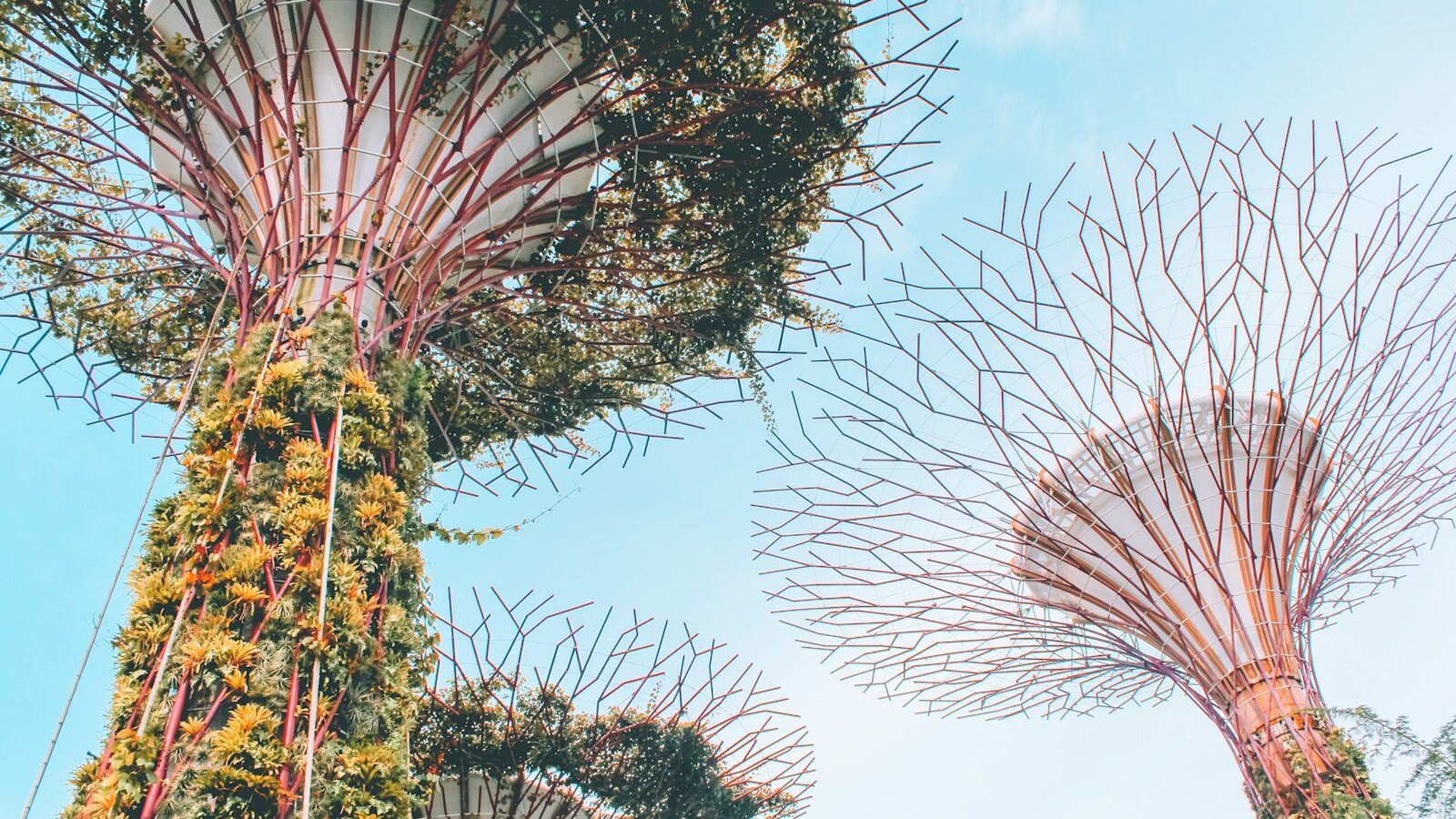 Dealing With Mould and Fungus on Plants