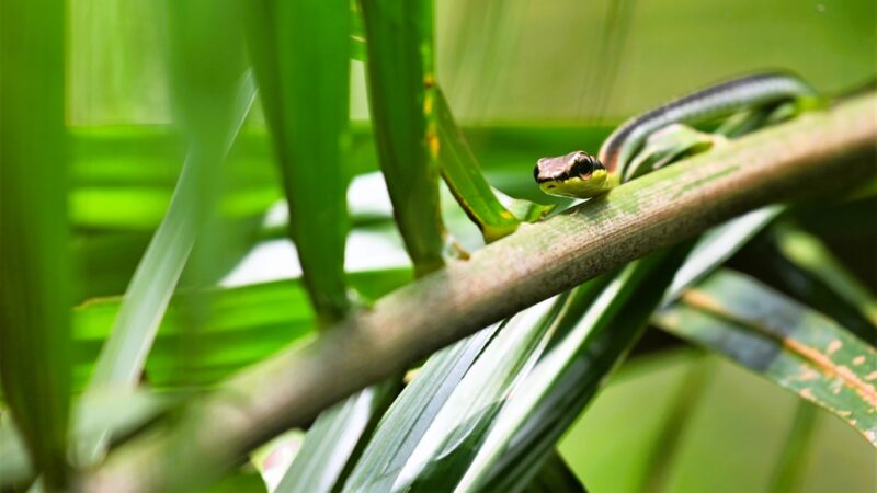Dealing with Snails and Slugs