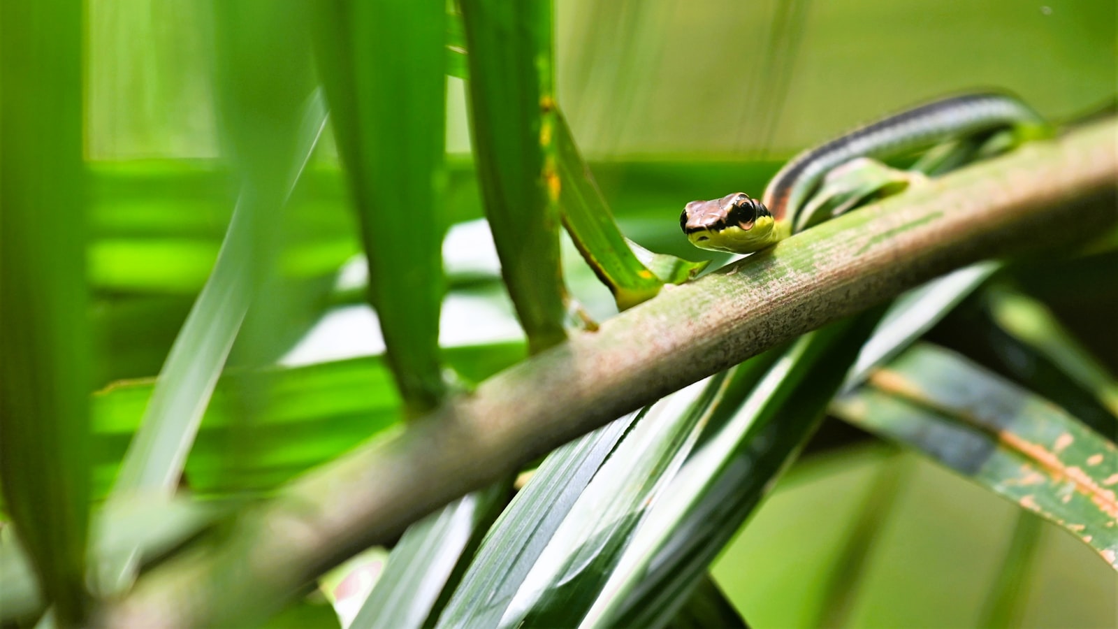 Dealing with Snails and Slugs
