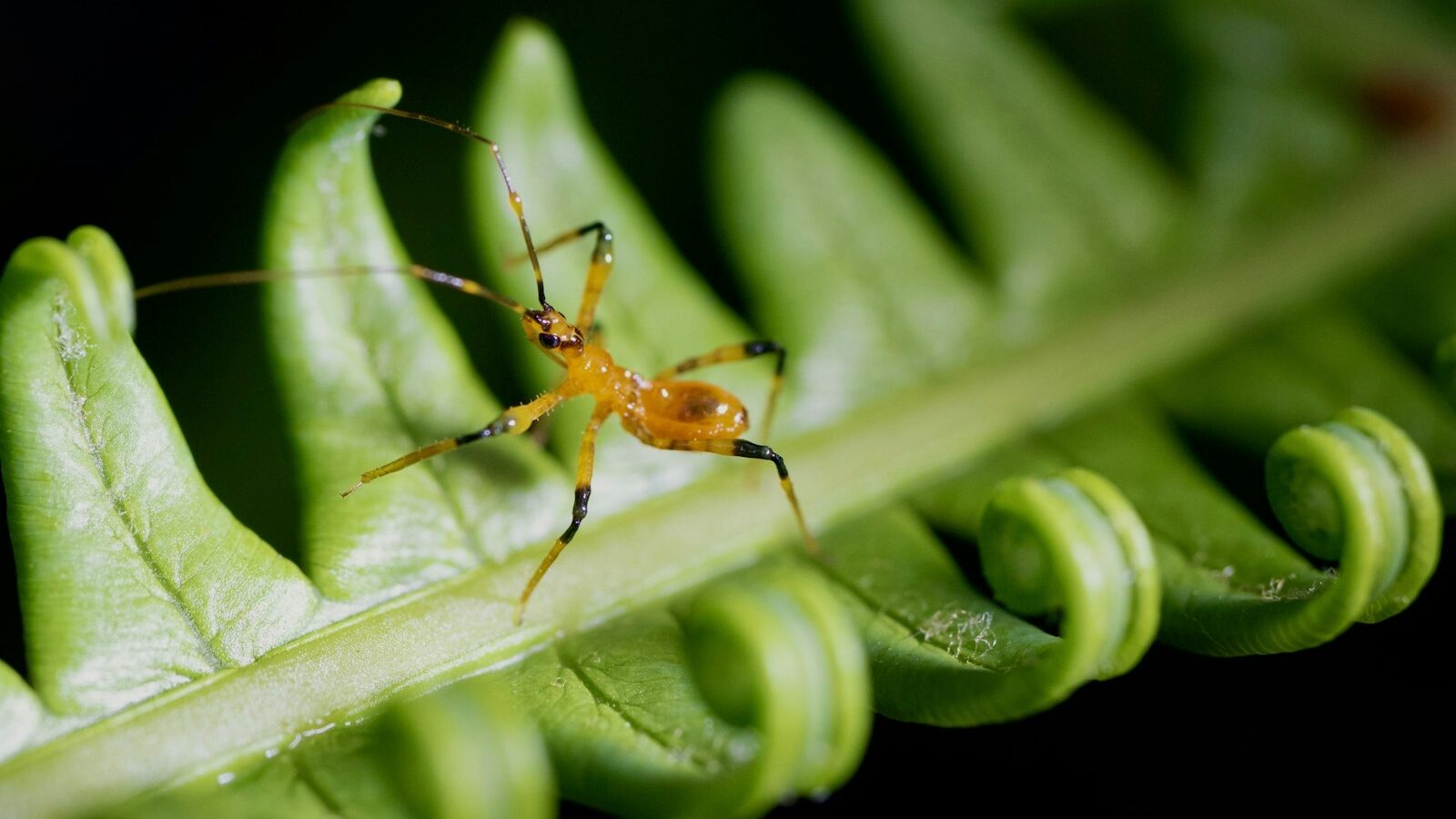Dealing with Spider Mites and Thrips