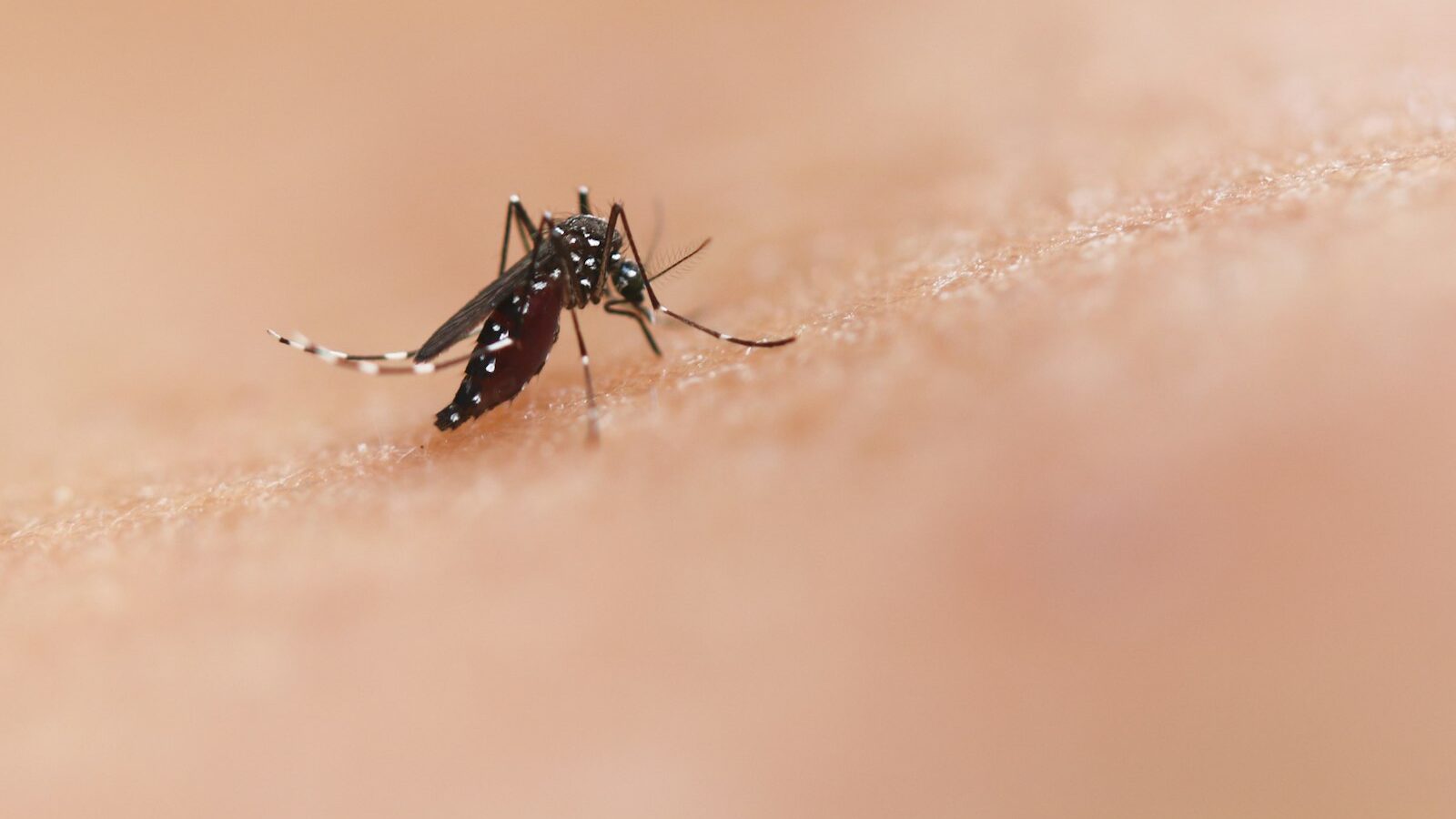 Dengue in Singapore: Prevention and What to Know