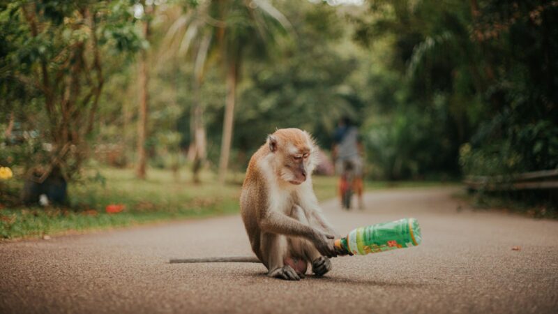DIY Enrichment Toys for Pets in Singapore