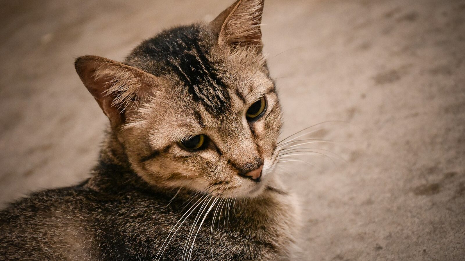 Ear Infections in Pets: Signs and Prevention