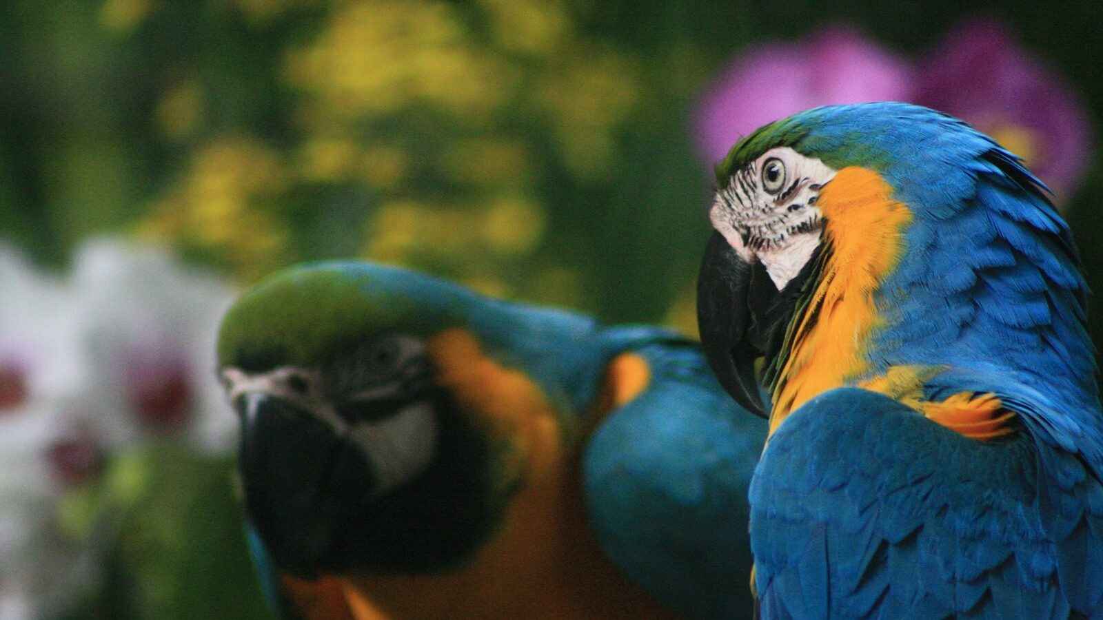Exotic Pets and the Law in Singapore