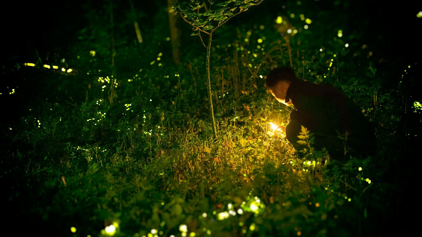 Firefly and Wildlife Spotting in Singapore