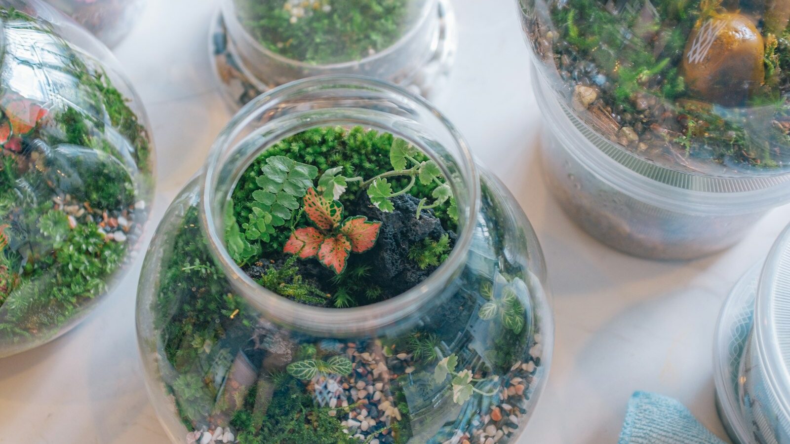 Getting Started With Terrariums