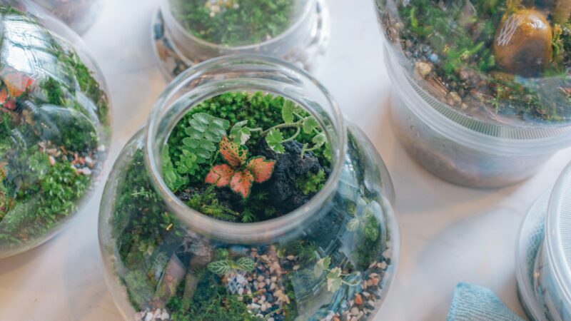 Getting Started With Terrariums