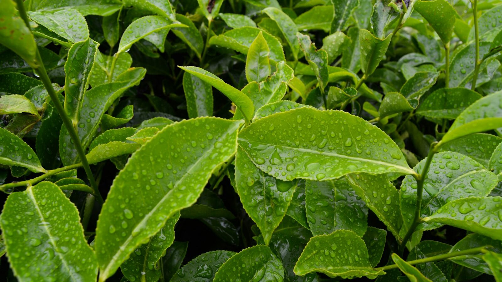 Growing a Tea and Tisane Garden at Home in Singapore