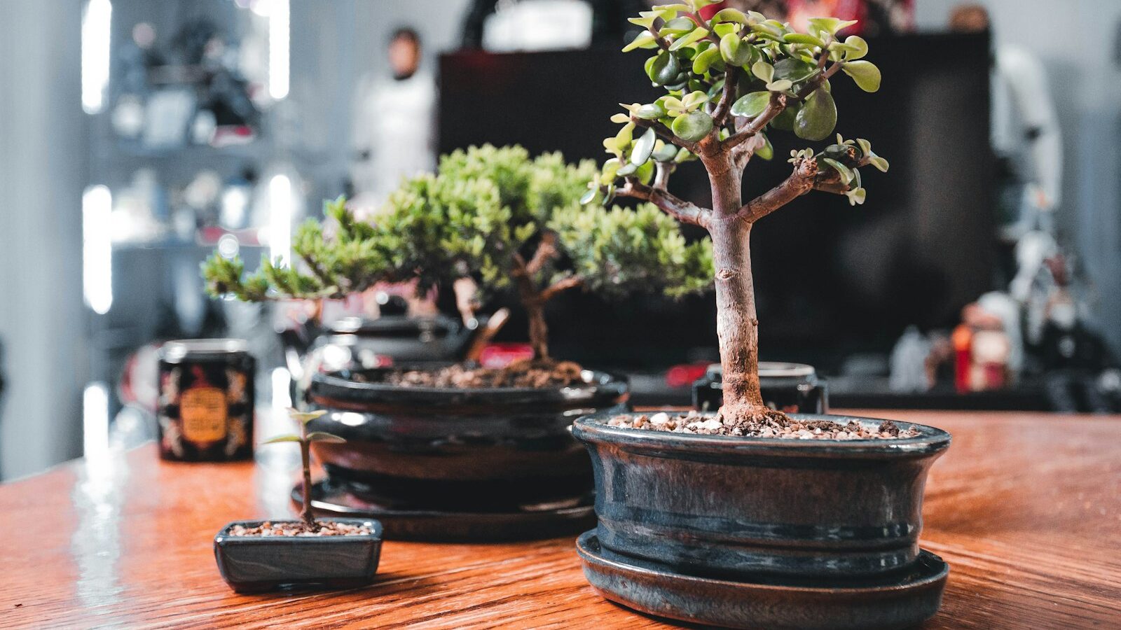 Growing Bonsai as a Hobby in Singapore