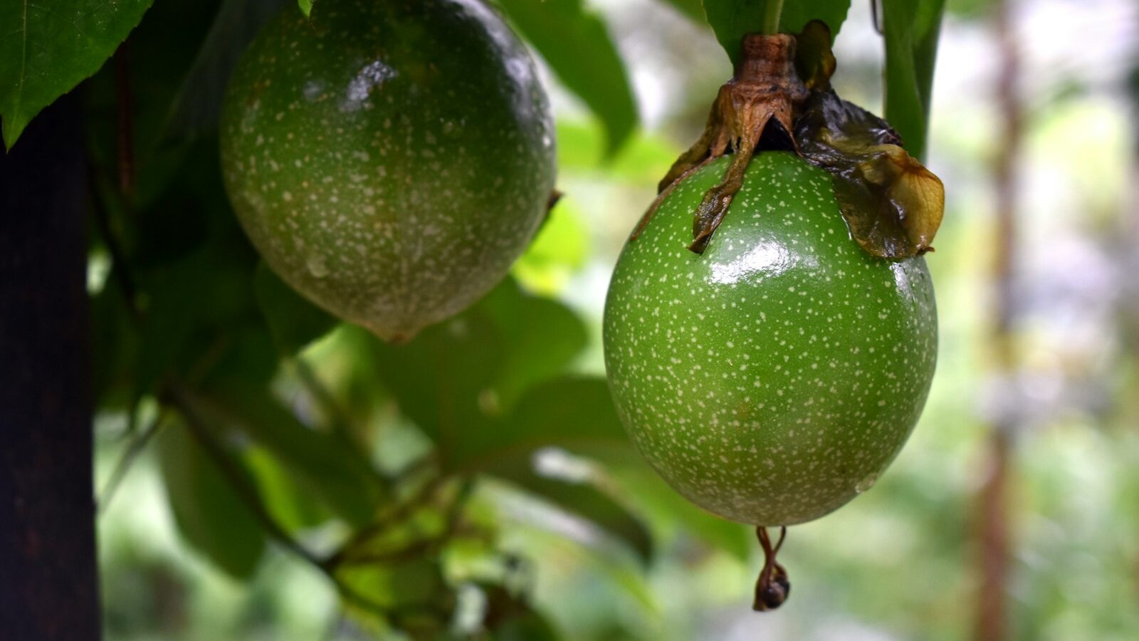 Growing Passionfruit and Edible Vines