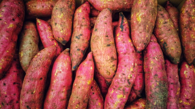 Growing Sweet Potato and Its Leaves