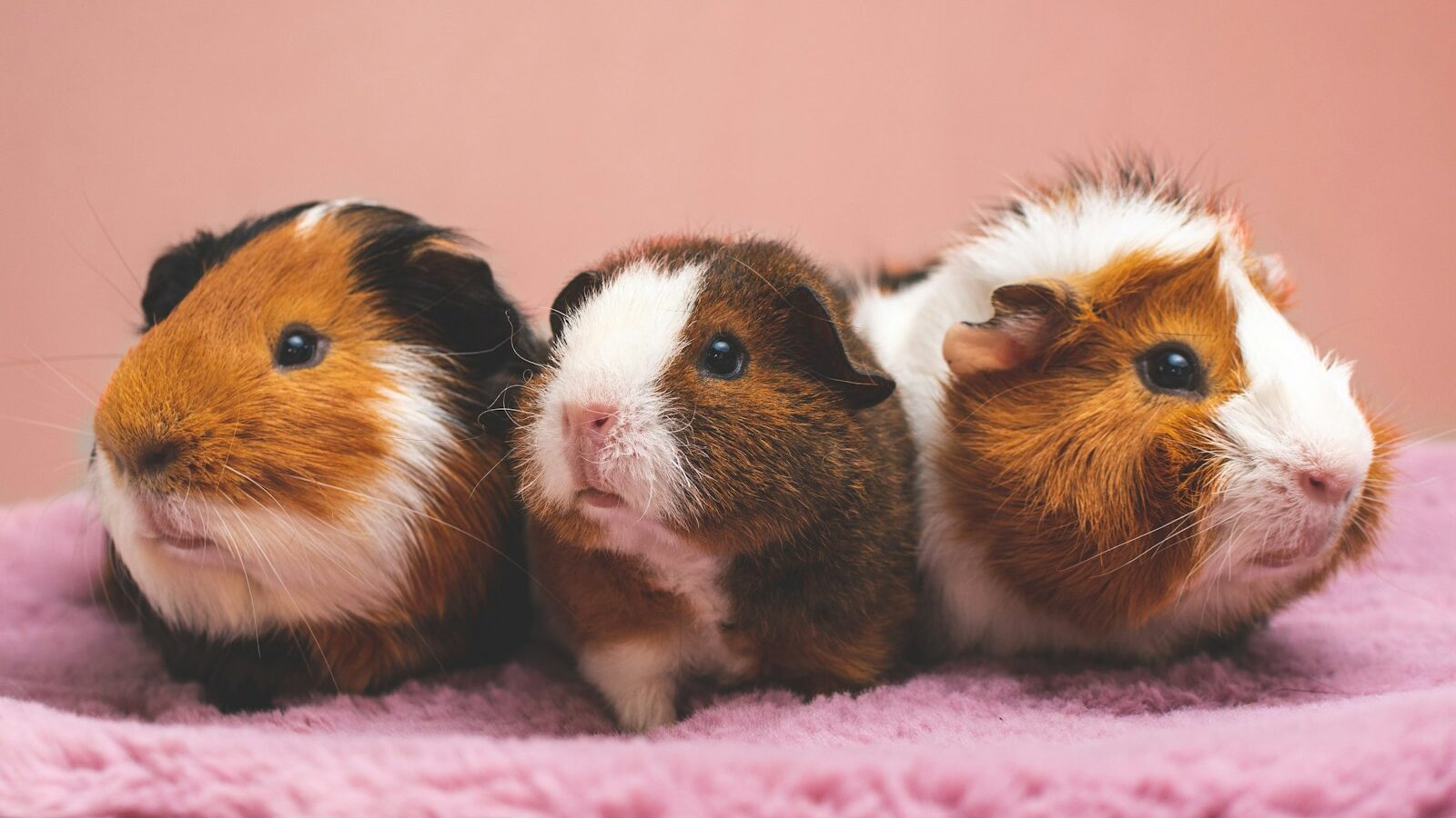 Guinea Pig Care: A Beginner’s Guide