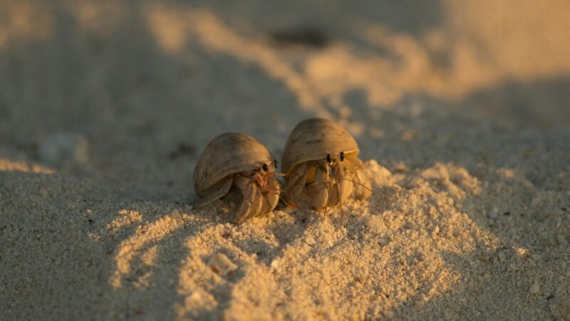 Hermit Crab Care