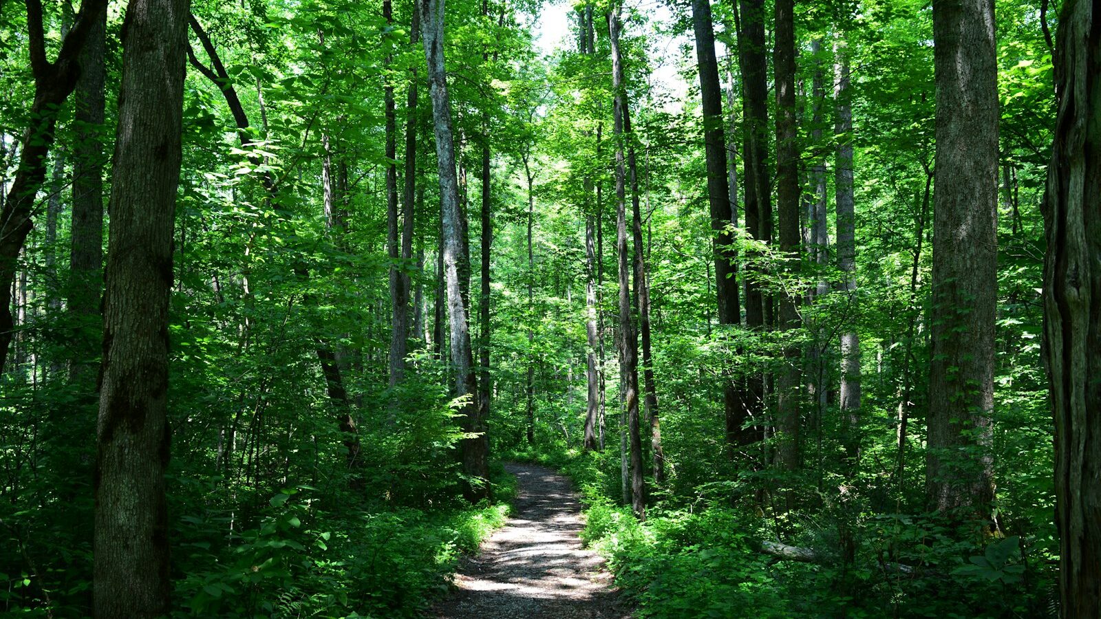 Hiking and Nature Trails in Singapore