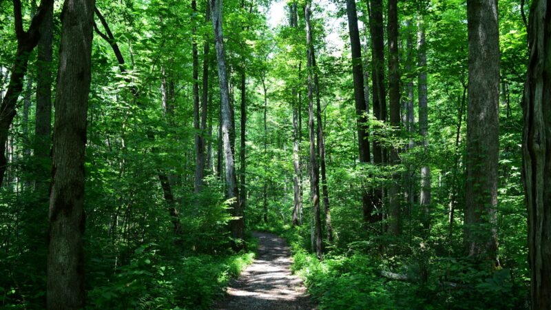 Hiking and Nature Trails in Singapore