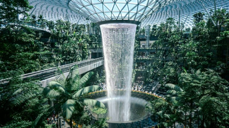 How to Acclimatise a New Plant